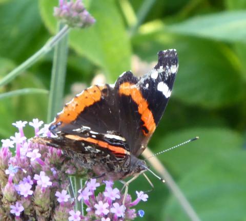 Local Butterflies 2021 | High Plains Gardening